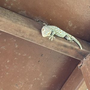 Gecko - wild
