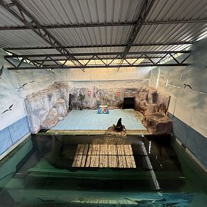 South American Fur Seal Exhibit