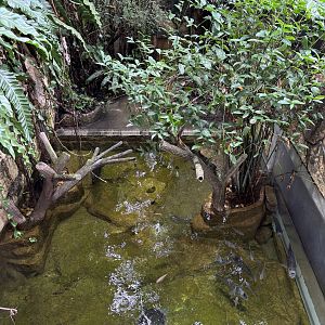 Spectacled Caiman Exhibit