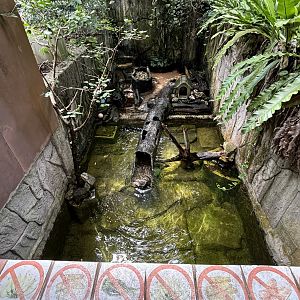 Small-clawed Otter Exhibit