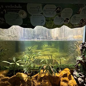 Small-clawed Otter Exhibit