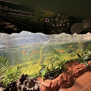 Pygmy Hippo Exhibit