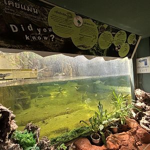 Spectacled Caiman Exhibit