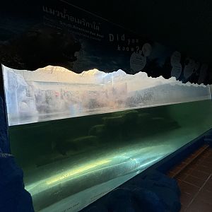 South American Fur Seal Exhibit