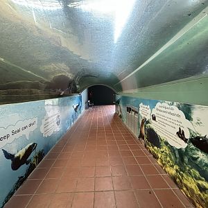 South American Fur Seal Tunnel