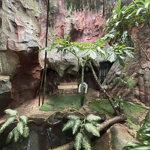 Fishing Cat Exhibit
