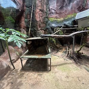 Fishing Cat Exhibit