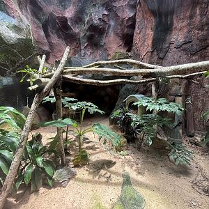 Leopard Cat Exhibit #1