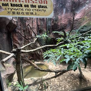 Leopard Cat Exhibit #2