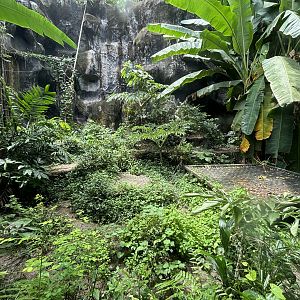 Tiger Exhibit #2 - Indochinese