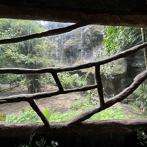 Tiger Exhibit #3 - Amur