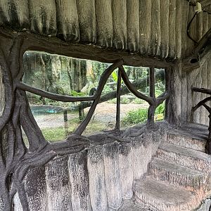 Tiger Exhibit #3 - Amur