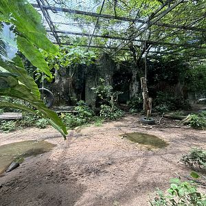 Tiger Exhibit #3 - Amur