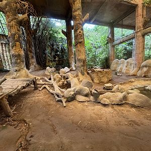 Tiger Exhibit #4 - Indochinese