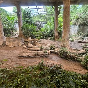 Tiger Exhibit #5 - Indochinese