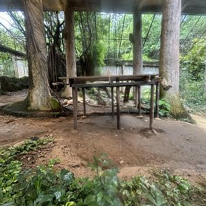 Lion Exhibit #3 - white lion