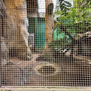 Ocelot Exhibit