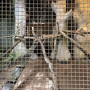 Caracal Exhibit