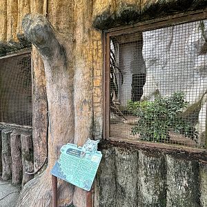 Leopard Cat Exhibit #3