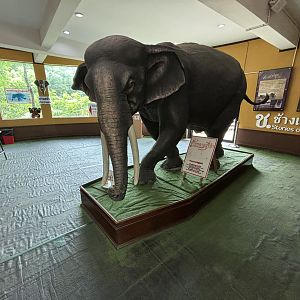 Elephant Learning Station