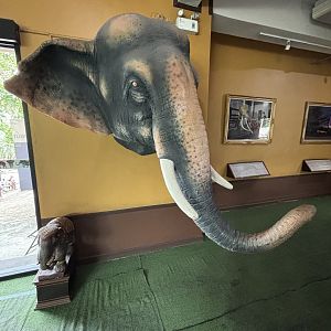 Elephant Learning Station