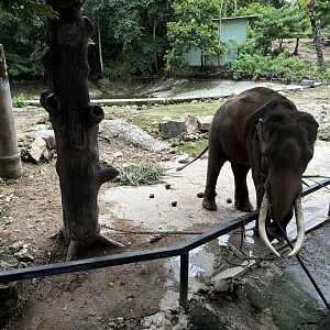 Chained Bull Asian Elephant