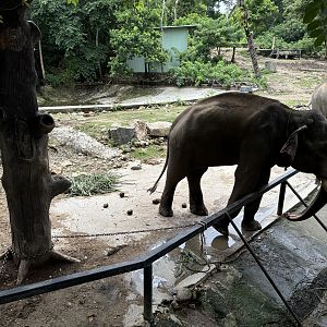 Chained Bull Asian Elephant