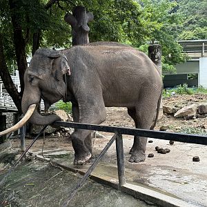 Chained Bull Asian Elephant