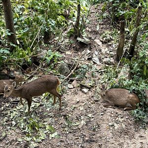 Asian Elephant Exhibit (with 50 deer!)