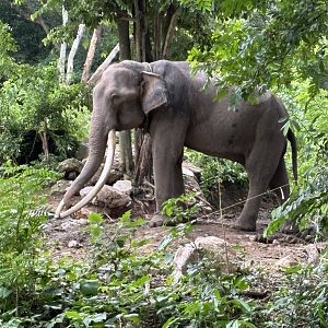 2nd Chained Bull Asian Elephant