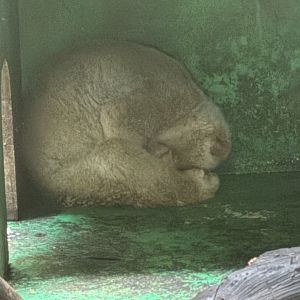 Forest of Asia - Bengal Slow Loris