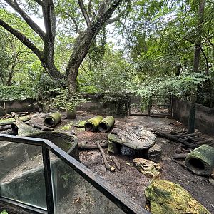 Malayan Porcupine Exhibit