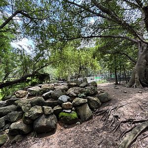 Mainland Serow Exhibit