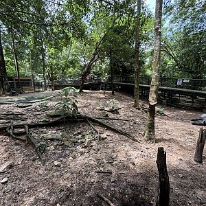 Malayan Tapir Exhibit