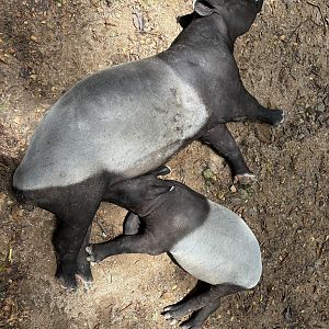 Malayan Tapirs