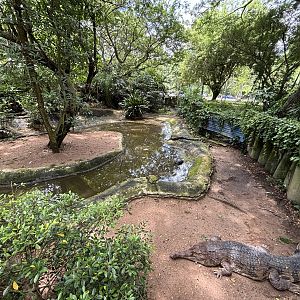 False Gharial Exhibit