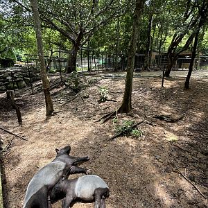 Malayan Tapir Exhibit