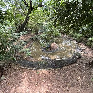 Siamese Crocodile Exhibit