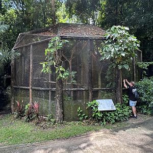 Brahminy Kite + Black Kite Aviaries