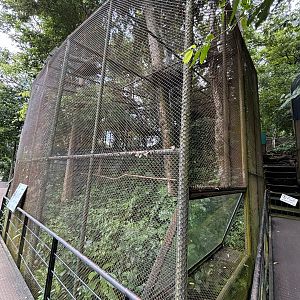 White-crowned Hornbill Aviary