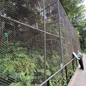 Great Hornbill Aviary