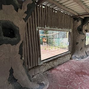 Common Marmoset Exhibit #1