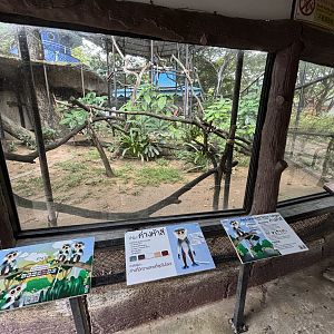 Red-shanked Douc Langur Exhibit #5