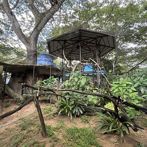 Red-shanked Douc Langur Exhibit #5