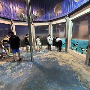 Humboldt Penguin Exhibit