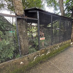Common Marmoset Exhibit #2