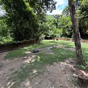 Aldabra Tortoise Exhibit