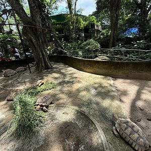 African Spurred Tortoise Exhibit #2