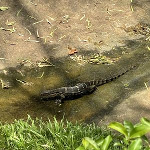 Monitor Lizard - wild