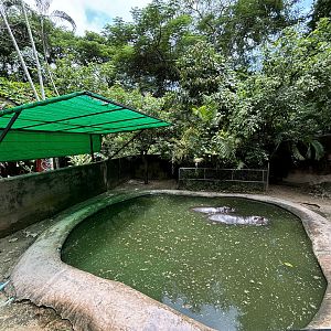 Pygmy Hippo Exhibit